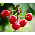 100% Natural Acerola Extract